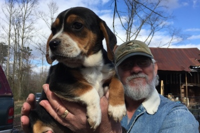 Beagle-pup-Roy