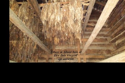 Tobacco-in-tobacco-barn